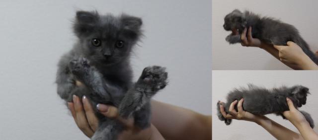 スコティッシュフォールド