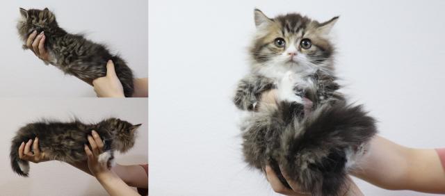 ミヌエット（旧ナポレオン）短足