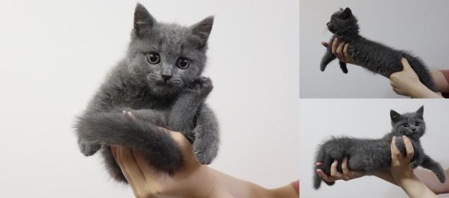 ブリティッシュショートヘア