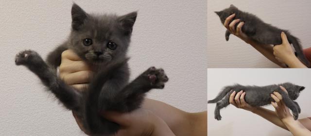 ブリティッシュショートヘア