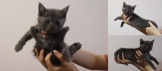 ブリティッシュショートヘア