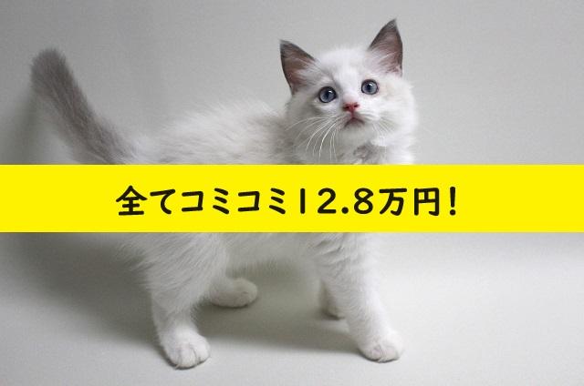 ⭐『ねこランド』は、コミコミ価格表示で安心💕もちろん即日お持ち帰りできます！