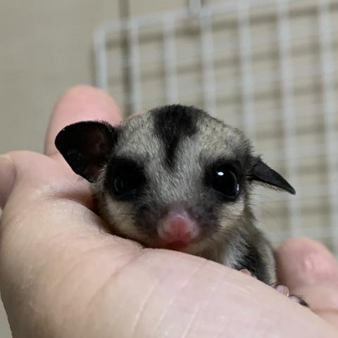 クラシック　50％ヘテロクリミノリューシ