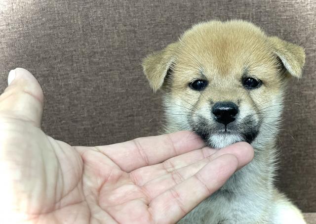 $variety💕均一限定特価にご注目💕『超お得プライス』でお迎えできます💕