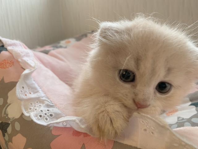 ふわもこくん🧡スコティッシュ🧡折れ耳クリーム