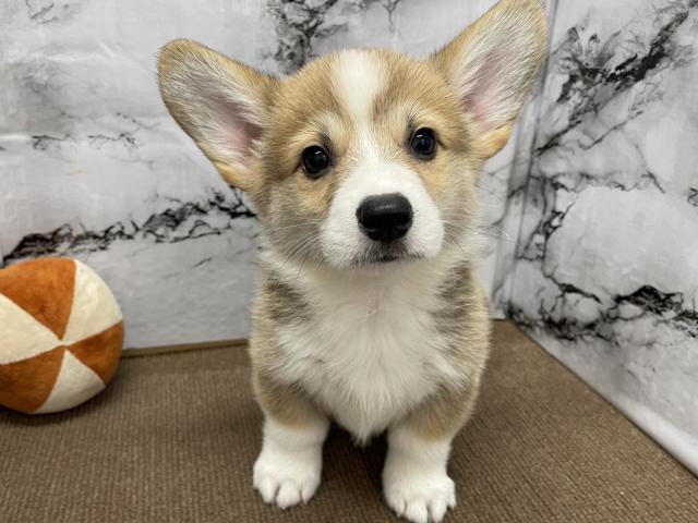 ウェルシュコーギーペンブローク