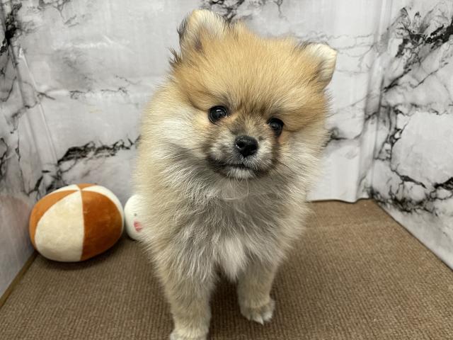 ポメラニアン