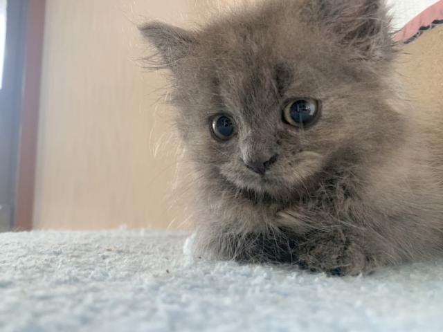 スコティッシュフォールド