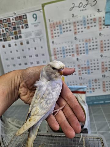 梵天セキセイインコ