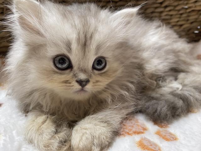 ペルシャ・ヒマラヤン