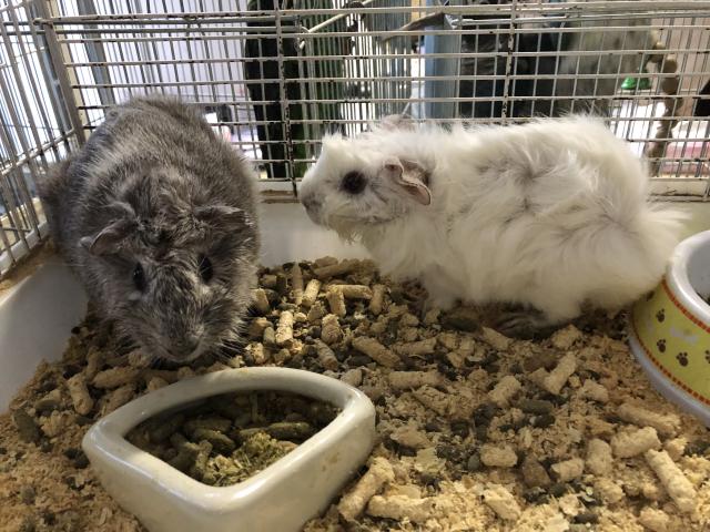 アビシニアン