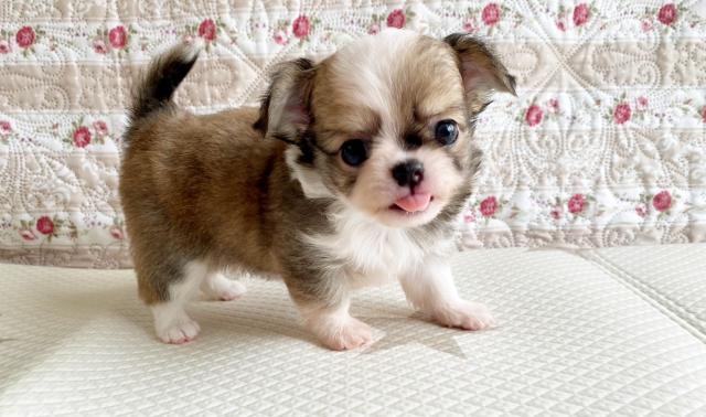 チワワ（ロングコート）