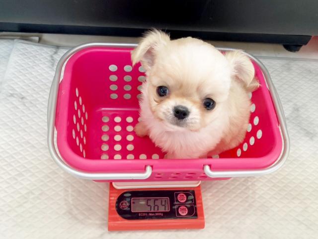 チワワ(ロングコート)