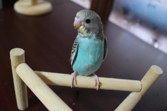 セキセイインコ　一人餌
