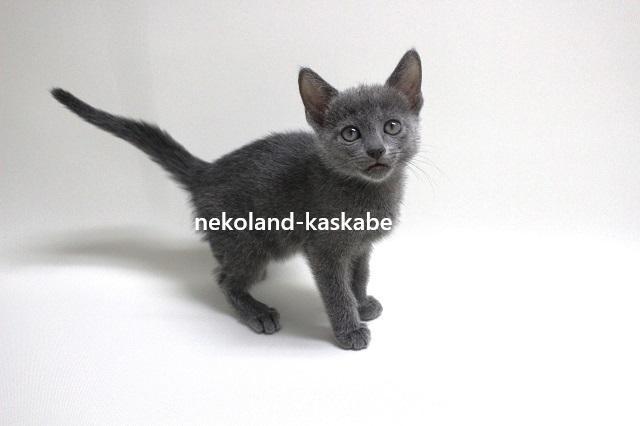 ⭐『ねこランド』は、コミコミ価格表示で安心💕もちろん即日お持ち帰りできます！