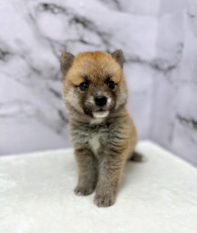 MIX【動画あり】ポメと柴のいいとこ取りで可愛すぎる♡♡こんな可愛い子お迎えできるのは今がチャンス‼️