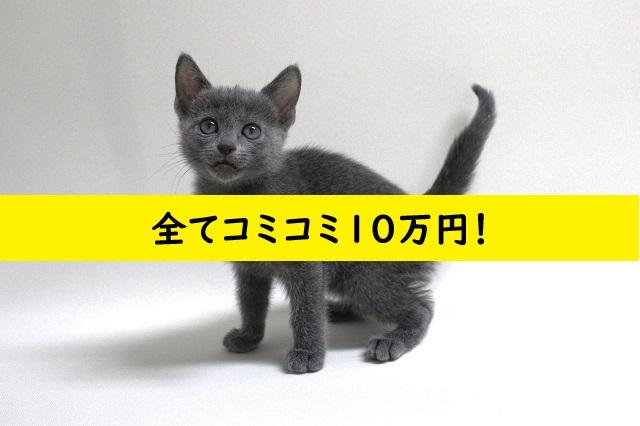 ⭐『ねこランド』は、コミコミ価格表示で安心💕もちろん即日お持ち帰りできます！