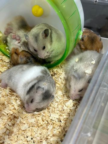 ゴールデンハムスター多数♪