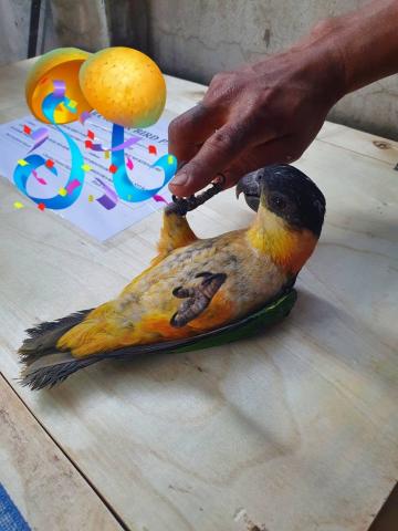 ズグロシロハラインコ