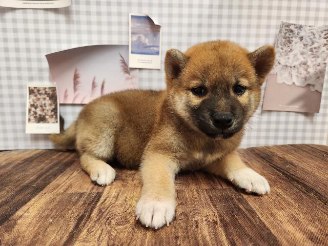 柴犬