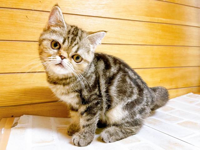 エキゾチックショートヘアー