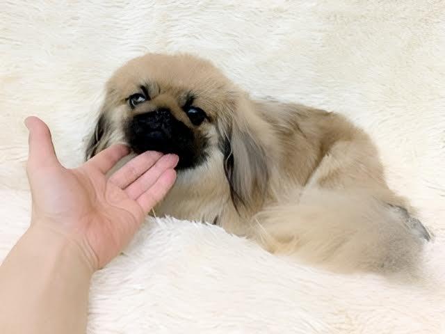 ペキニーズ