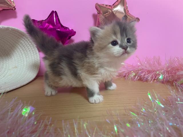 スコティッシュフォールド
