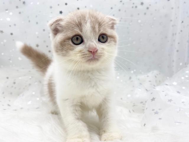 スコティッシュフォールド