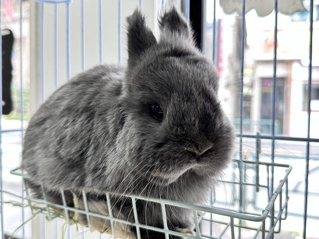 ネザーランドドワーフ