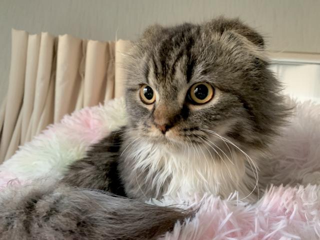 スコティッシュフォールド