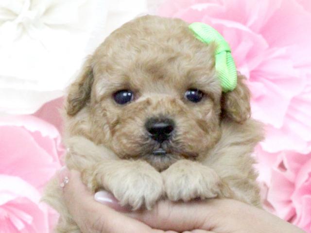 トイプードル♥タイニーサイズ予想