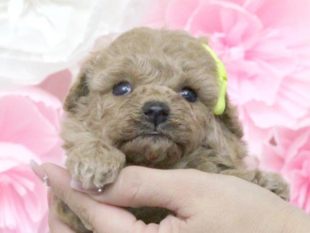 トイプードル♥タイニーサイズ予想