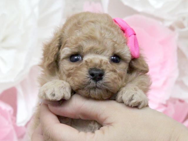 トイプードル♥タイニーサイズ予想