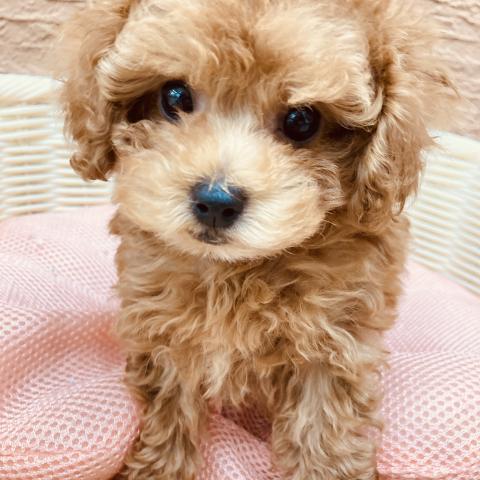 ミニチュアプードル
