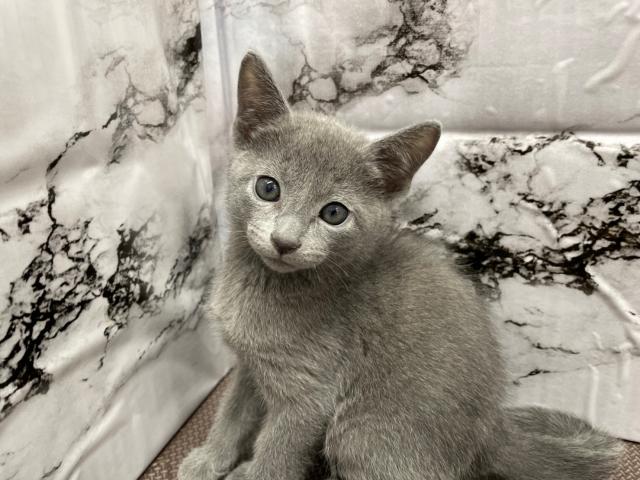 ロシアンブルー