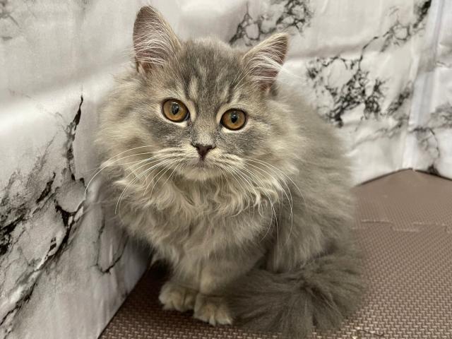 ミヌエット(旧ナポレオン)