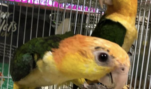 シロハラインコ②