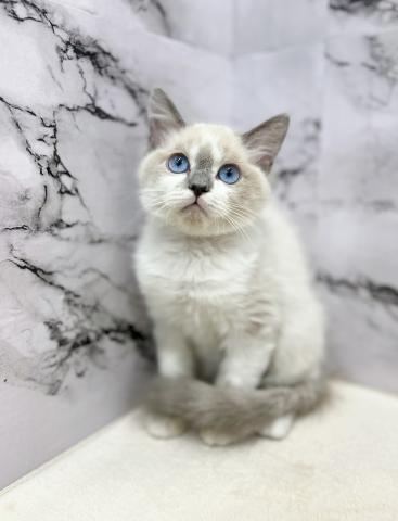 ラグドール【動画あり】ブルーアイが美しすぎる♡♡甘え方勉強中！