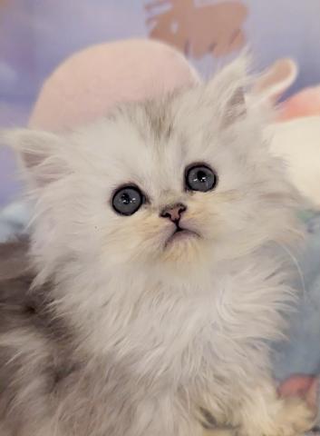 ペルシャ・ヒマラヤン