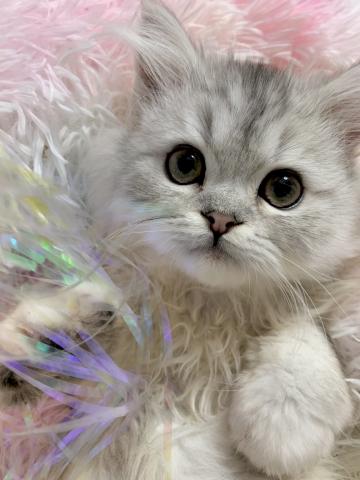 ペルシャ・ヒマラヤン