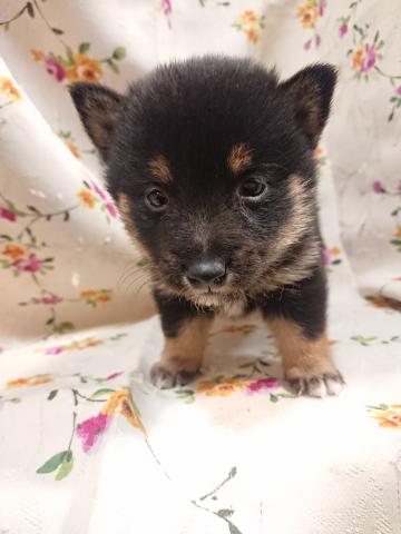 柴犬豆柴