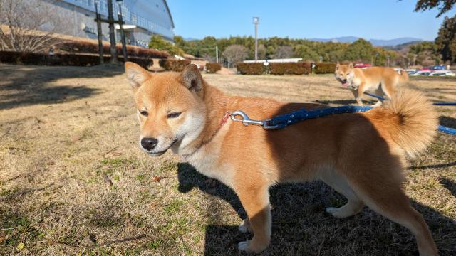 柴犬