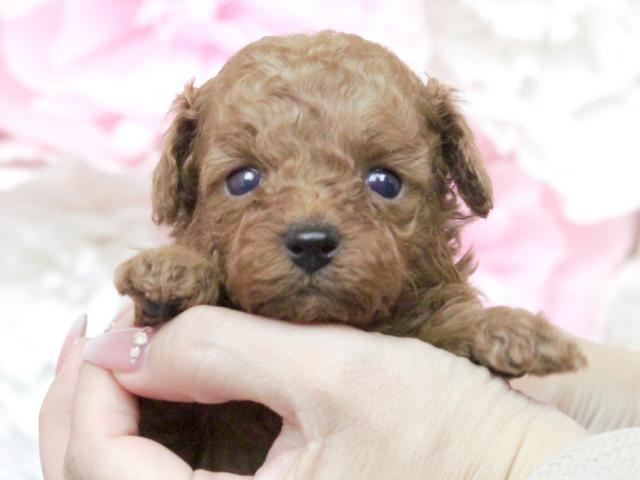 トイプードル♥タイニーサイズ予想