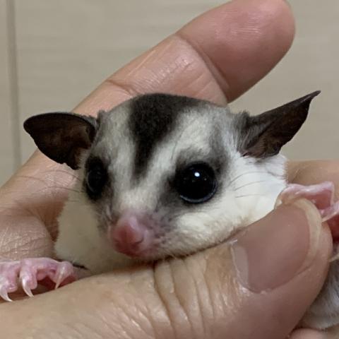 モザイク　リングチップテール　66%ヘテロリューシ