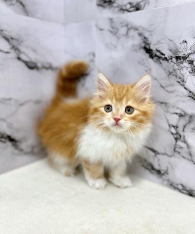 スコティッシュフォールド【1/28お写真、動画更新しました♪】Special price♡ふわもこスコちゃん♡甘えん坊で元気いっぱいにゃんこ♡