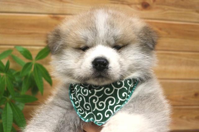秋田犬