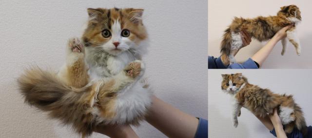 スコティッシュフォールド