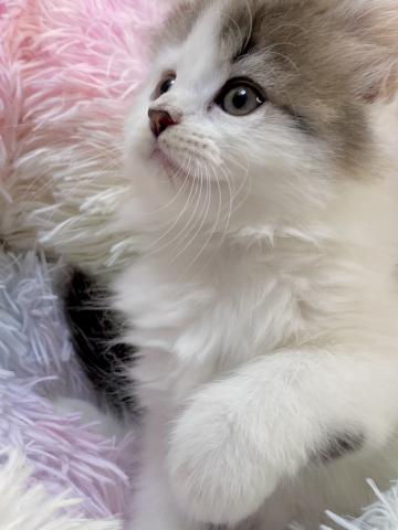 スコティッシュフォールド