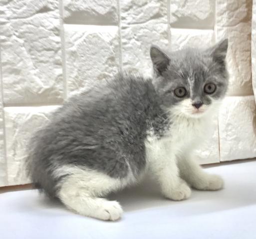 ブリティッシュショートヘア