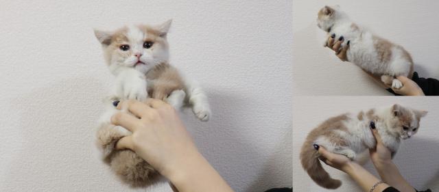 ミヌエット(旧ナポレオン)短足